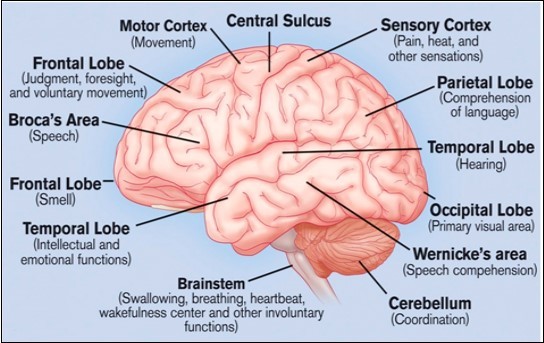 Brain segments and functions