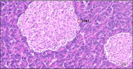 Photomicrogragh of pancreas section of control rat showing the pale islets of Langerhans contained spindle shape cells (arrow) &polygonal one (dashed- arrow). Strom contained blood  vessels (BV) and pancreatic acini (circle) with pyramidal cells have basophilic nucleus at the base. (H&E) (40X).