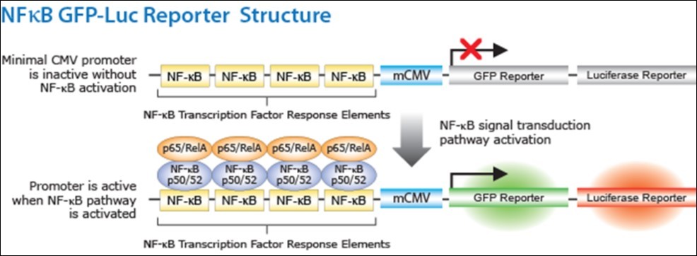 Activation of NF-κB pathway leads to the activation of the promoter genes, which in turn                 activates the expression of reporter genes (firefly luciferase or GFP).