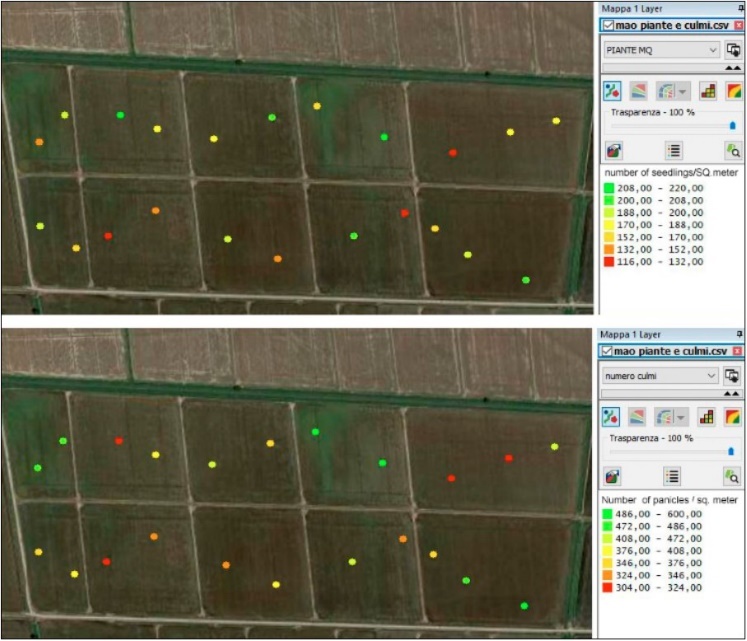 An example of high variability in the            number of plants (up) and panicles (down) per square meter, manually measured in the same sites, with the help of a GPS portable device.