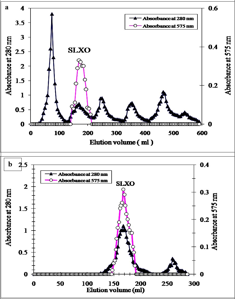 A typical elution profile for the chromatography of the sheep liver acetone fraction on DEAE-cellulose column (6 cm x 2.4 cm i.d.) previously equilibrated with 0.02 M Tris-HCI buffer, pH 7.6 containing 0.1 mM EDTA. The proteins were eluted by a stepwise gradient of NaCl ranging from 0 to 1 M in the equilibration buffer and 5 ml fractions were collected at a flow rate of 60 ml / h. (b) A typical elution profile for the chromatography of the sheep liver DEAE-cellulose fraction on Sephacryl S-300 column (142 cm x 2.4 cm i.d.) previously                   equilibrated with 0.02 M Tris-HCI buffer, pH 7.6 containing 0.1 mM EDTA. The proteins were eluted by the same buffer and 2 ml fractions were collected at a flow rate of 30 ml / h.