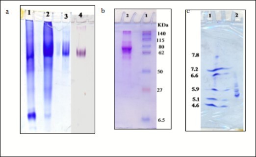 (a) Protein and XO isoenzyme pattern of sheep liver xanthine             oxidase (SLXO) on 7 % native PAGE: (1) n-butanol extract, (2)                        DEAE-cellulose fraction, (3) Sephacryl S-300 purified fraction, and (4) SLXO               isoenzyme pattern. (b) Subunit molecular weight determination by                     electrophoretic analysis of SLXO on 12 % SDS-PAGE: (1) Molecular weight marker proteins and (2) Purified SLXO. (c) Isoelectrofocusing: (1) isoelectric point (pI) marker proteins and (2) The purified sheep liver xanthine oxidase SLXO.
