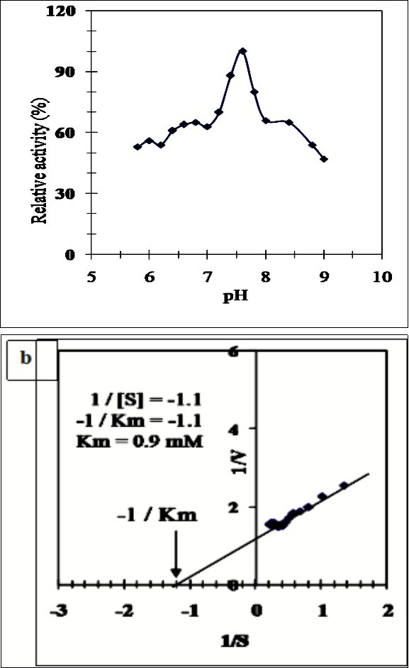 (a) Effect of pH on the purified sheep liver xanthine oxidase SLXO using 0.05 M potassium phosphate buffer, pH (5.8-7.0) and 0.05 M Tris–HCl buffer, pH (7.2-9.0). (b) Lineweaver-Burk plot relating the reciprocal of the reaction velocity of the purified SLXO to xanthine concentration in mM.
