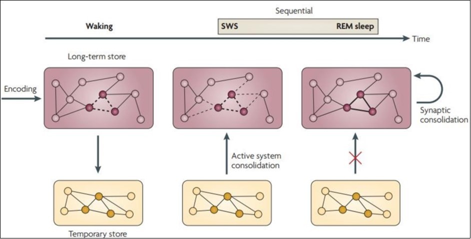 Sequential contributions of SWS and REM sleep on memory consolidation