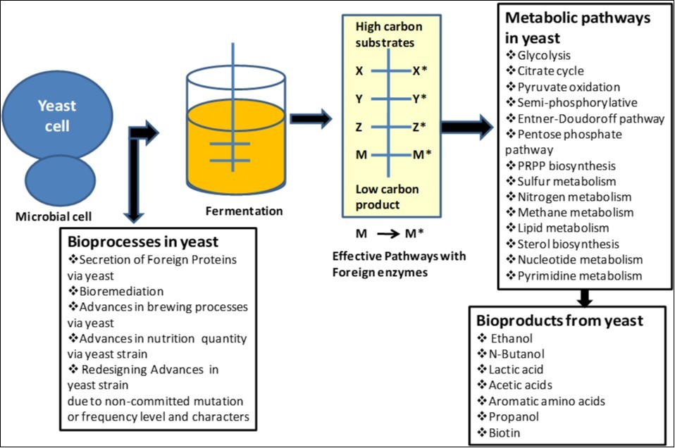 Yeast mediated bioprocesses and biochemical products synthesis as                              biotechnological application