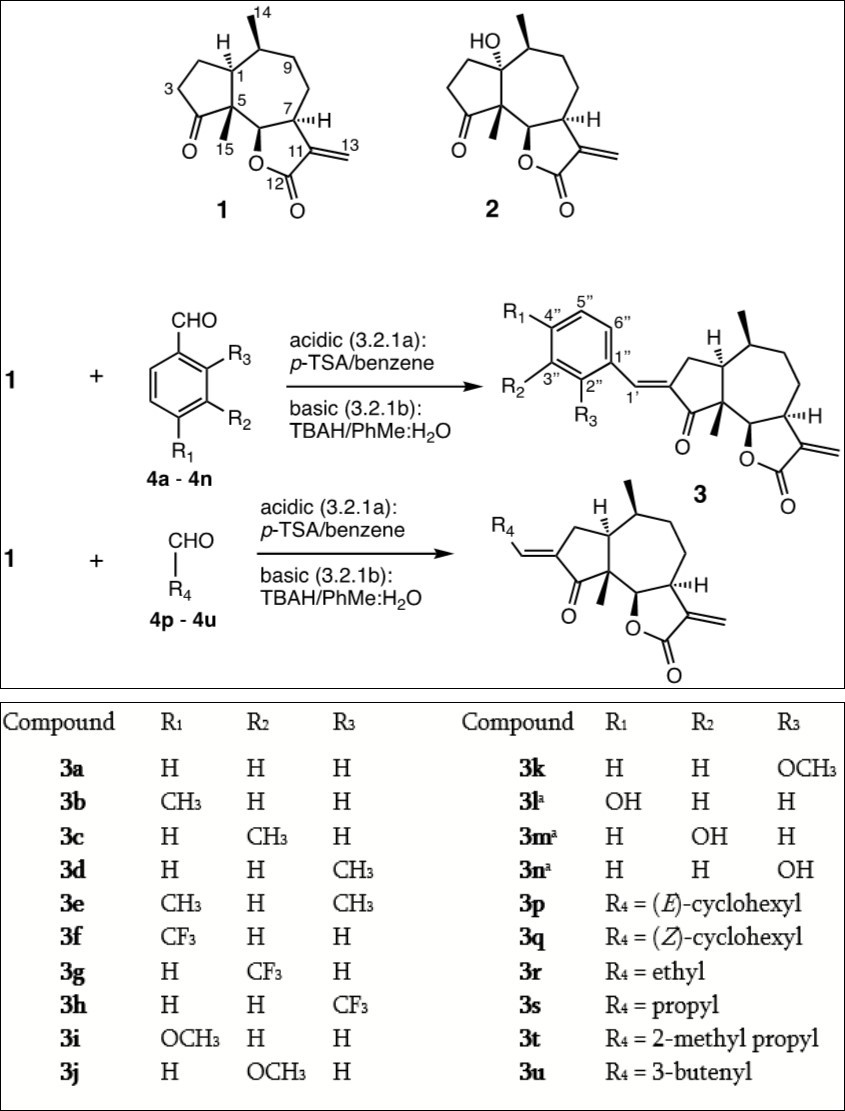 aThe condensations to eventually give 3l, 3m, and 3n were carried out with the                 MOM-protected hydroxybenzaldehydes, prepared according to Figure 2 and the Experimental section. As damsin (1) was isolated as a pure enantiomer, the absolute configuration for all             compounds is as shown in Figure 1.