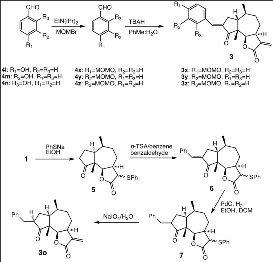 The hydroxybenzaldehydes 4l – 4n were protected using MOMBr and EtN(iPr)2, and the condensations of the protected hydroxybenzaldehydes 4x - 4z with 1 were carried out under basic conditions (3.2.1b). The reduced derivative 3o was prepared by protection of C-13 of 1 as a phenyl thiol ether (5), the condensation of 5 with benzaldehyde under acidic conditions (3.2.1a) to give 6, which was hydrogenated to 7 and deprotected to yield 3o.