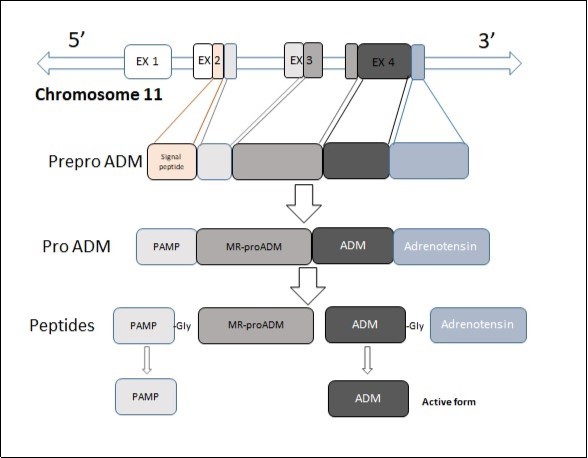 Biosynthesis ADM. Adrenomedullin is inactive form when                glycine is bound.