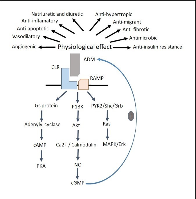 Signal pathways and effects of adrenomedullin.