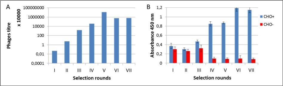 Monitoring of bio-panning process. A) Titre of phages after each selection rounds; B)                Enrichment of phages that specifically recognized the D2-5-HT1A heteromer – polyclonal phage                 ELISA.