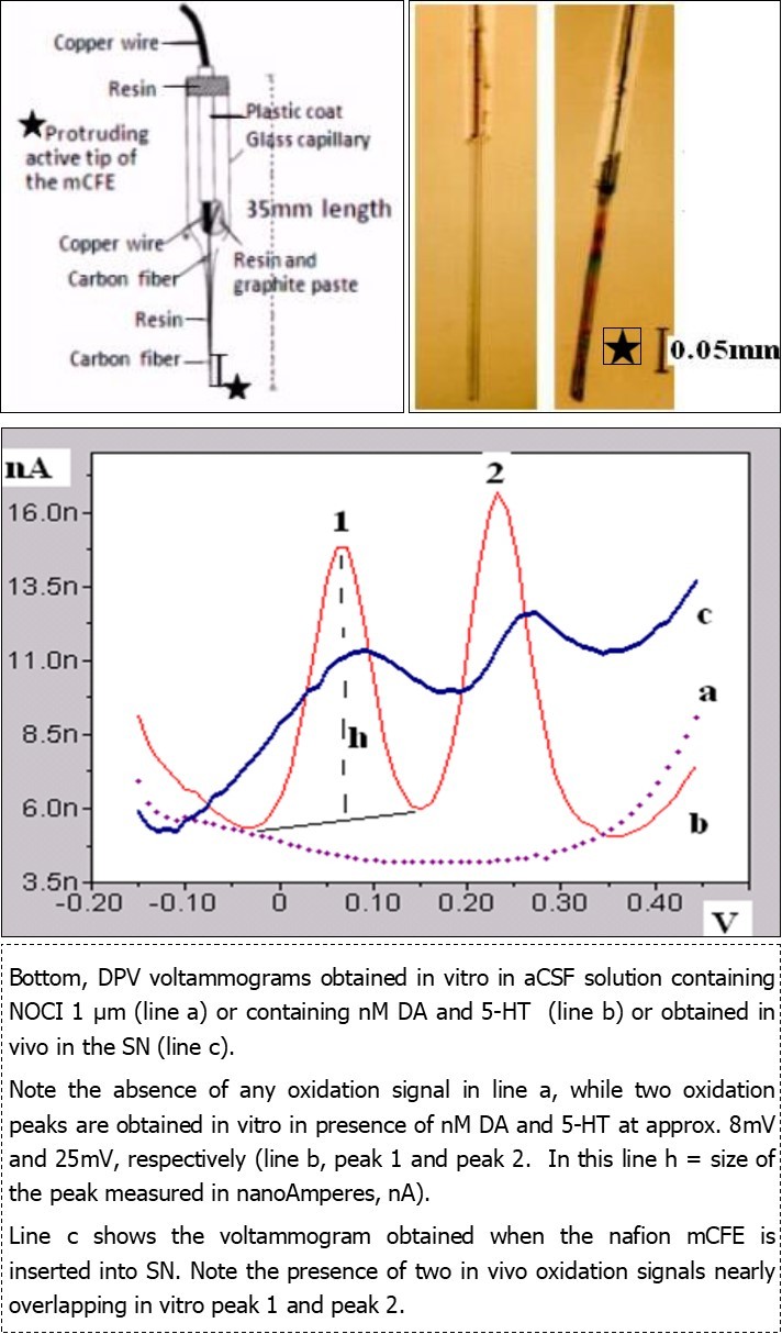 Top left: schematic representation of the mCFE: the protruding active tip of the carbon fiber (diam. 12µm) can be cut under the microscope at a length of 200 250µm for DPV -  electrophysiology measurements. Top right: the tip of the mCFE before (left) and after nafion coating as described earlier (Crespi et al., 1988).