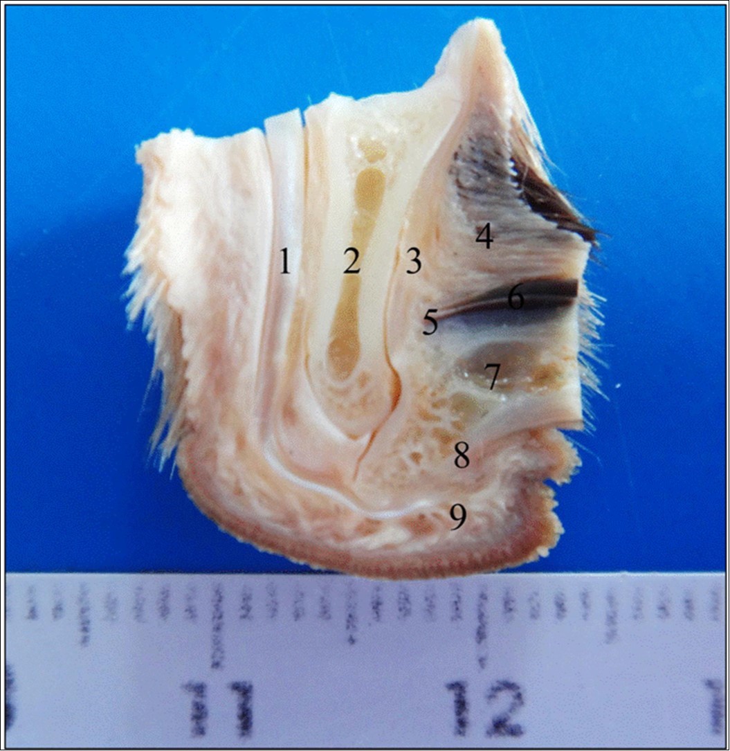 Median sagittal section of the third thoracic digit of a dog with visceral leishmaniasis. Note the different areas of canine digit. (1) Flexor digitorum profundus muscle tendon, (2) Part of the third digit middle phalanx, (3) Extensor digitorum profundus muscle tendon, (4) Dorsal epidermis/dermis, (5) Dorsal matrix/dermis, (6) Nail wall, (7) Part of the third digit distal phalanx, (8) Ventral matrix/dermis, (9) Ventral epidermis/dermis (footpad).