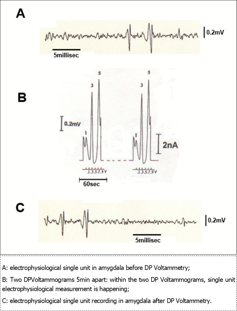 Traces obtained in vivo in the amygdala of a single animal by means of the same micro-electrode: