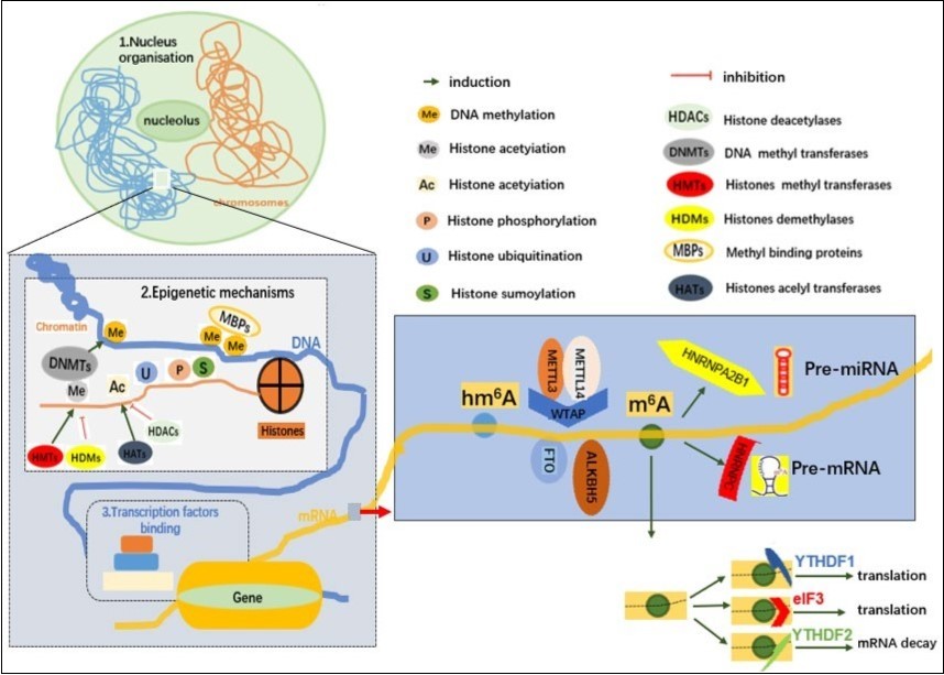 Overview of epigenetic modification (SM Geranton, Current  opinion in                       pharmacology, 2012)