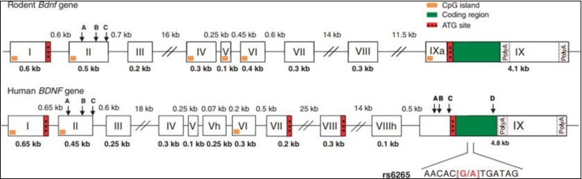 Structure of human and rodent BDNF genes. The exon is a box and the intron is a line. The sequence number of the exon is represented as a Roman numeral, and the            molecular weights of the exons and introns are represented as Arabic numerals. Two          polyadenylation sites (poly A) are encoded exons. The start codon ATG of the marker                    transcription initiation is indicated by a red box. The exon IX region encoding the pro-BDNF protein is shown  in green boxes.. There are also some exons, such as exons II and IX, with alternative splice donor sites (A, B, C, D) containing different transcript variants.18