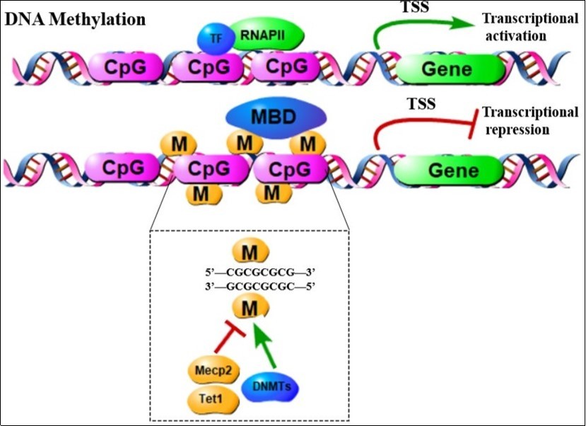 When DNA methyltransferase (DNMTS) catalyzes the addition of cytosine at the 5' position to the methyl group, DNA methylation happened. When there is no DNA methylation, the transcription factor and RNA polymerase 2 (RNAP II) bind to DNA, leading to gene expression. Recent researches suggests that members of the TET family are likely to undergo active DNA demethylation. DNA methylation cause transcriptional   repression by recruiting proteins with a methyl binding domain such as MeCP2, which can further recruit a co-inhibitor  complex  containing  HDAC.  TSS, transcription start site