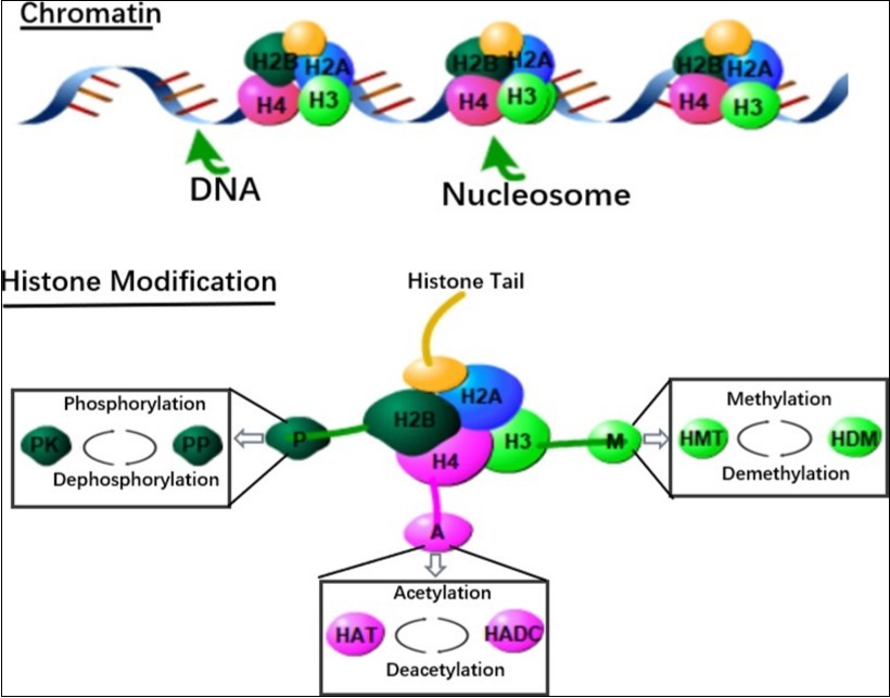 In the chromosome, DNA is wrapped around a single  histone  to form the basic unit of DNA packaging - the nucleosome. Epigenetic modification on histones for histone translational histone acetyltransferase (HAT; acetylated histone), histone deacetylase (HDAC; removal of histone acetyl), histone methyltransfer Enzyme (HMT; methylated    histone), histone demethylase (HDM; removal of histone methyl), enzymatic mechanism of protein kinase (PK; phosphorylated histone) and protein phosphatase (PP; removal)  Histone phosphate group).