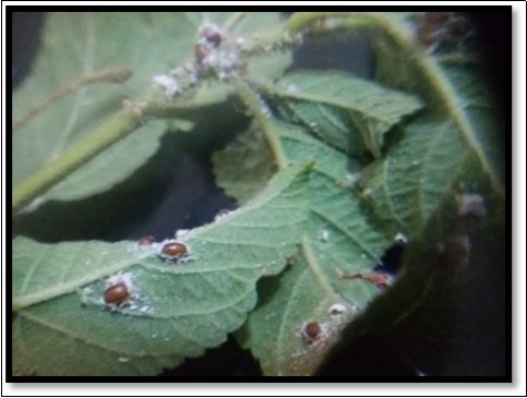 Aenasius  arizonensis  parasitized                mummies of  P. solenopsis on Lantana