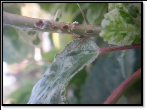A. arizonensis  parasitized mummies of  P. solenopsis  on China rose