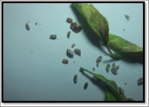 Pupae  of  A. Arizonensis
