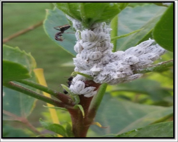 Active  ants seeking the honey dew on a Colony of  Cotton Mealy bug,  P. solenopsis