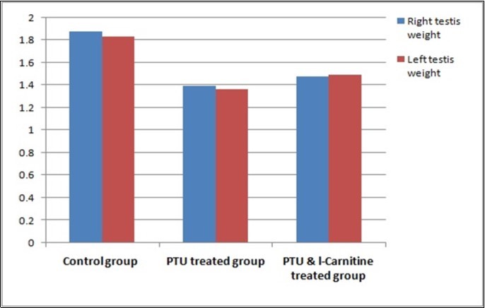 Bar chart showing right and left testes weight in studied groups.