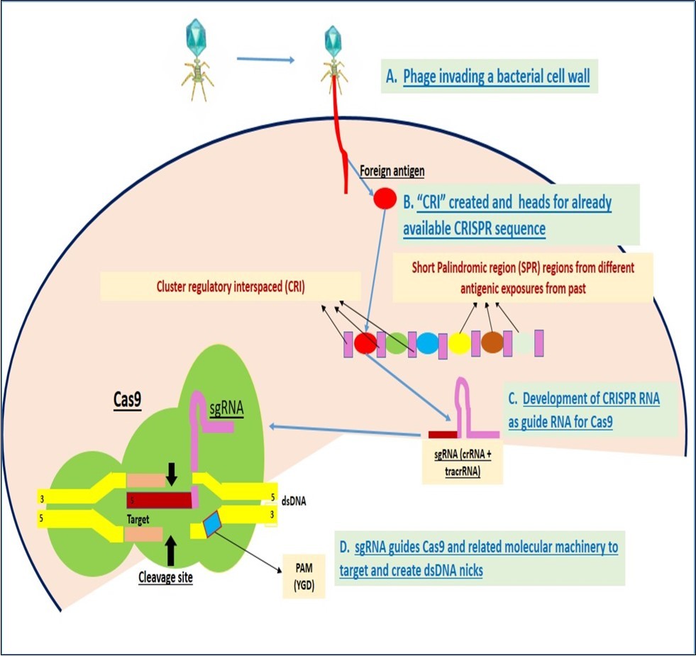 Overview of CRISPR/Cas9 function from cellular entry to recognition by sgRNA and nuclease function.