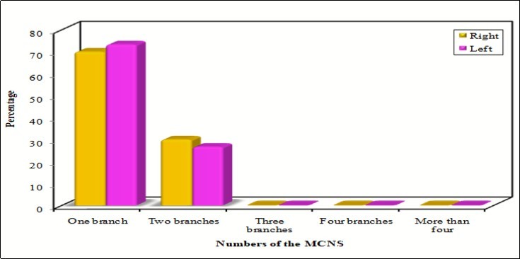 Numbers of medial calcaneal nerves (MCNs).