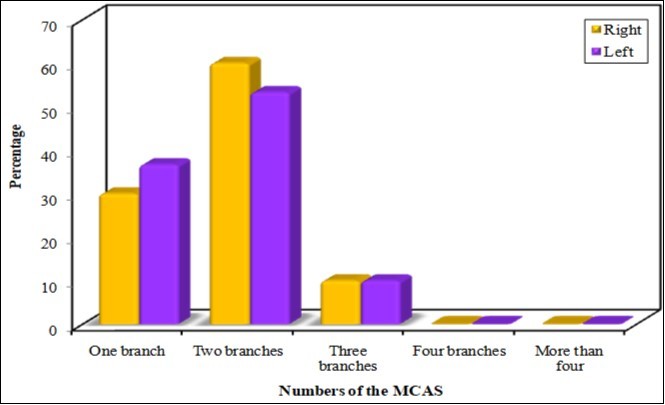 Number of medial calcaneal arteries (MCAs).