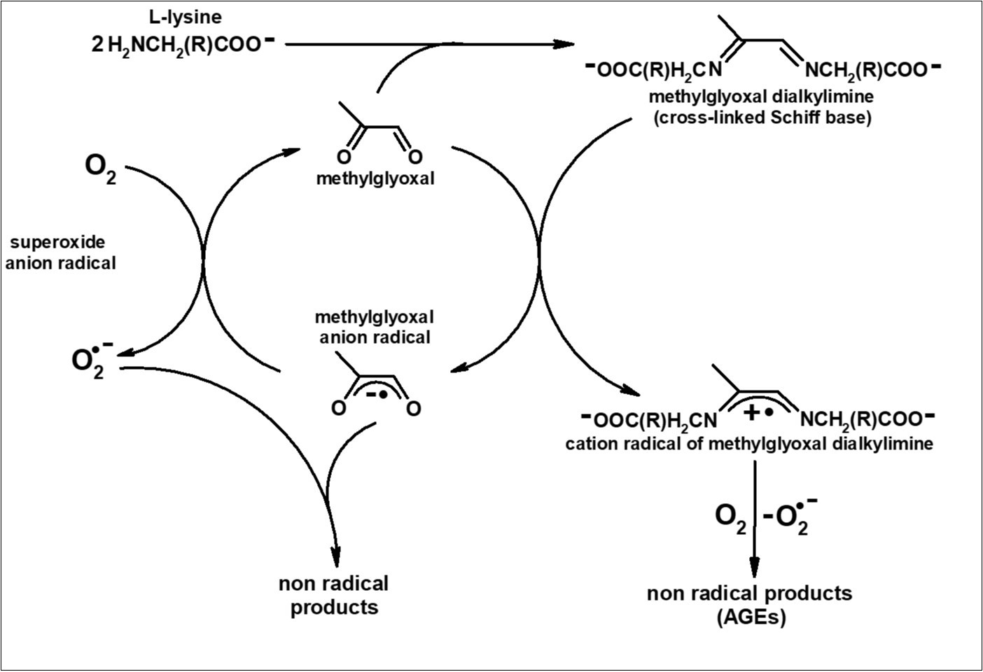Proposed mechanisms for the formation of various products during the             interaction of methylglyoxal with L-lysine.