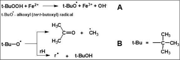 Generation of alkoxyl radicals (A) and the products of their further transformations (acetone and tert-butanol) (B) in a model system                       containing t-BuOOH and Fe2+ ions.