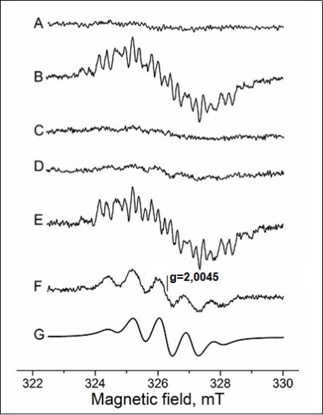 EPR spectra of organic free radicals formed in the               reaction of a mixture containing methylglyoxal (0.16 M) and                 L-lysine (0.16 M) in K,Na-phosphate buffer (0.2 M, pH 7.8)           (A-F). The simulation of EPR spectra of methylglyoxal anion          radical (G).