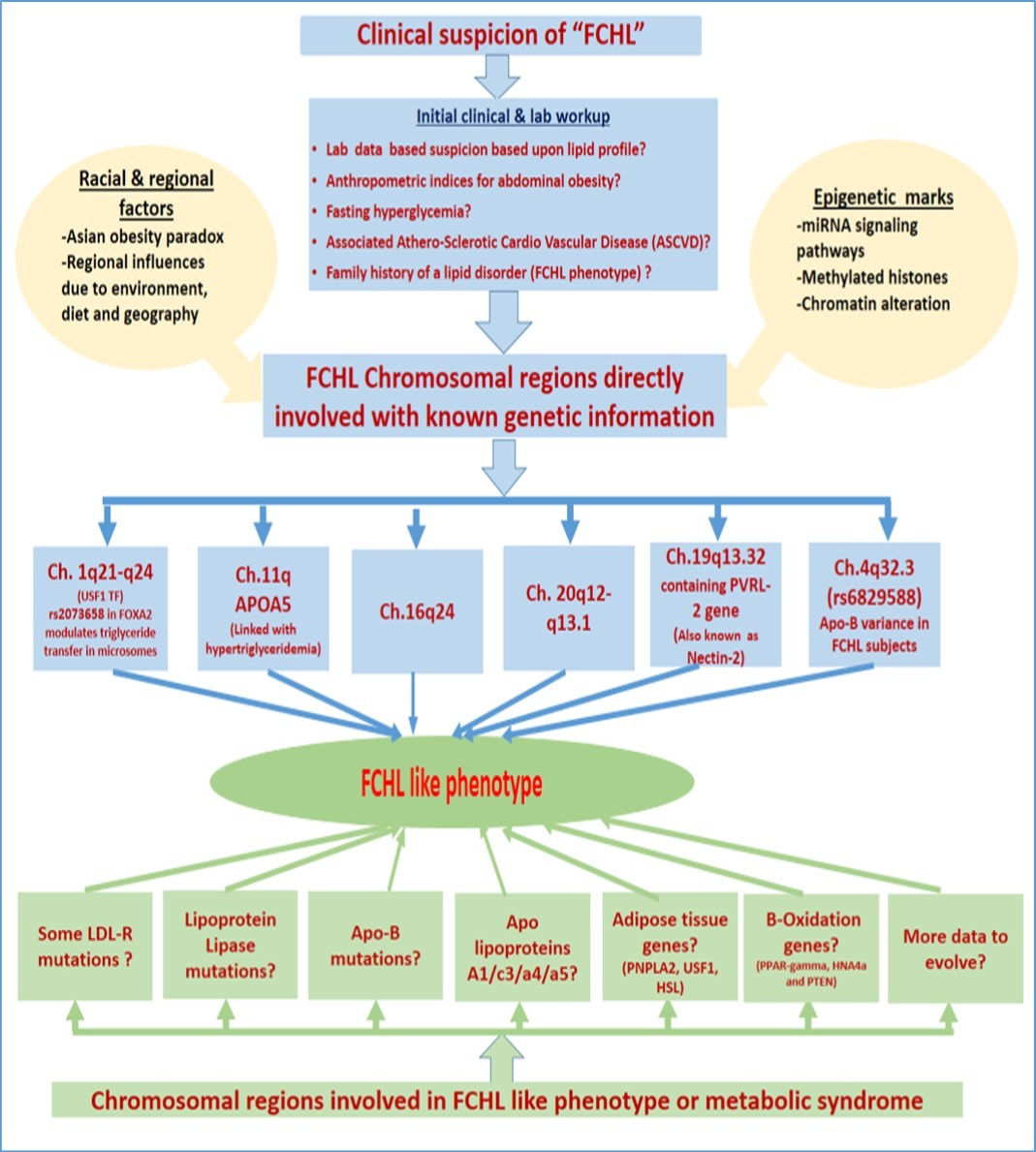 Contributors including epigenetic, genetic, racial, regional factors leading to FCHL phenotype along with common molecular defects observed in metabolic syndrome.