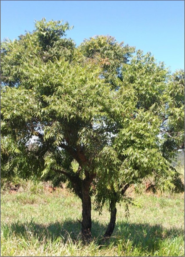Casearia Sylvestris (Source: Árvores do Bioma             Cerrado)