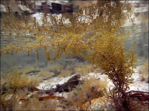 Sargassum muticum (Source: Seaweed.ie)