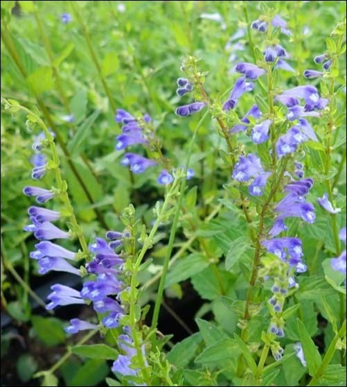 Scutellaria barbata (Source: Strictly Medicinal Seeds)