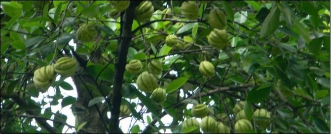 Garcinia hanburyi (Source: Vitamin Supplement Ingredients Information)