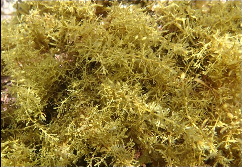 Sargassum hemiphyllum (Source: natural-history.main.jp)