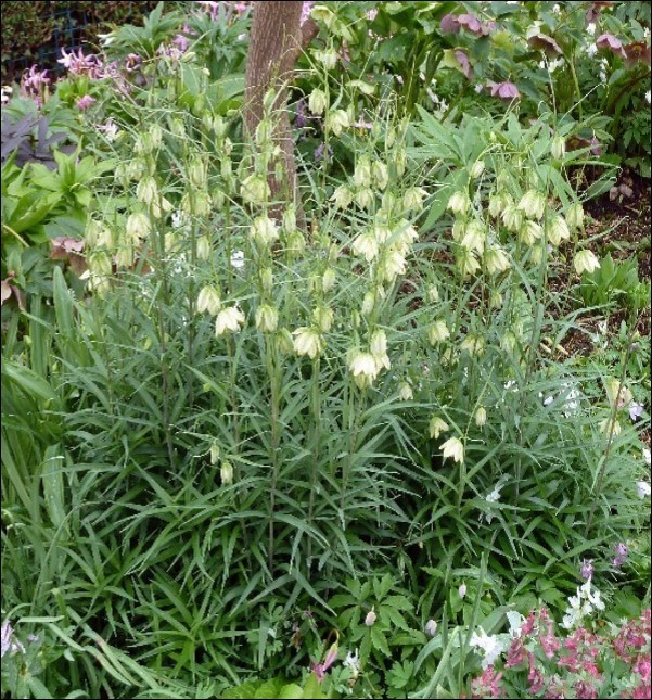 Plants studied in lung cancer (3a). Fritillariae Thunbergii (Bei-Mu) (Source: Inner Path)
