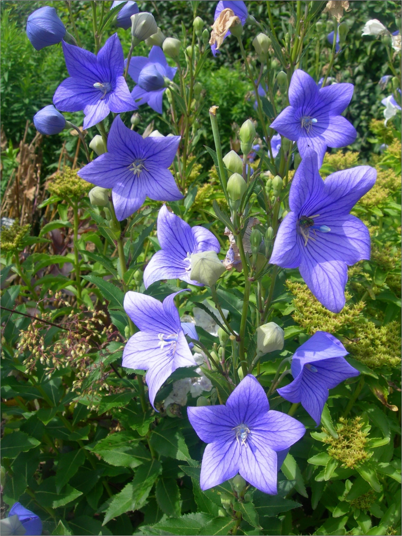 Platycodon grandiflorum (Jie-Geng) (Source: Wikipedia)