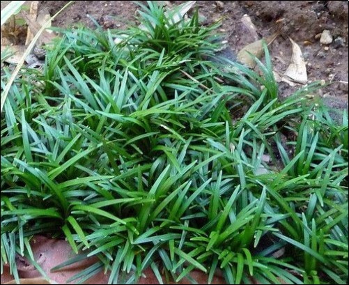 Ophiopogonis Decoction (Mài-Mén- Dōng-Tāng)