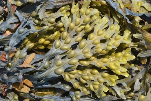 Fucus vesiculosus L. (Source: Seaweed Site of M.D. Guiry)