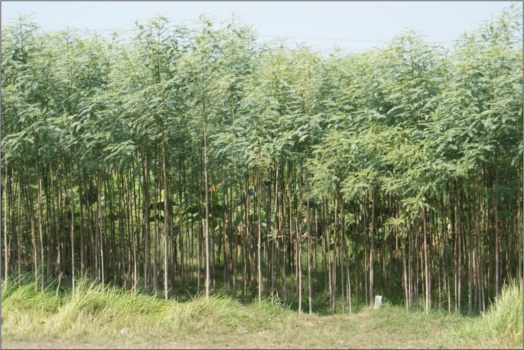 Sesbania grandiflora (Humming-bird tree)