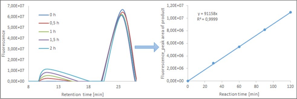 Time course of transglycosylation between xyloglucan (donor) and XGOS-SR (acceptors)               catalyzed by XET from nasturtium (Tropaeolum majus), as followed by size-exclusion HPLC. Left, fluorescence record of resolution of samples taken at the indicated times of reaction; As the first elute from the column large polysaccharide molecules together with the products of transglycosylation. The second peak corresponds to unused oligosaccharide acceptors XGOS-SR. Right, integrated areas of peaks corresponding to high-Mr transglycosylation products eluting with retention times between 5 and 18 min.