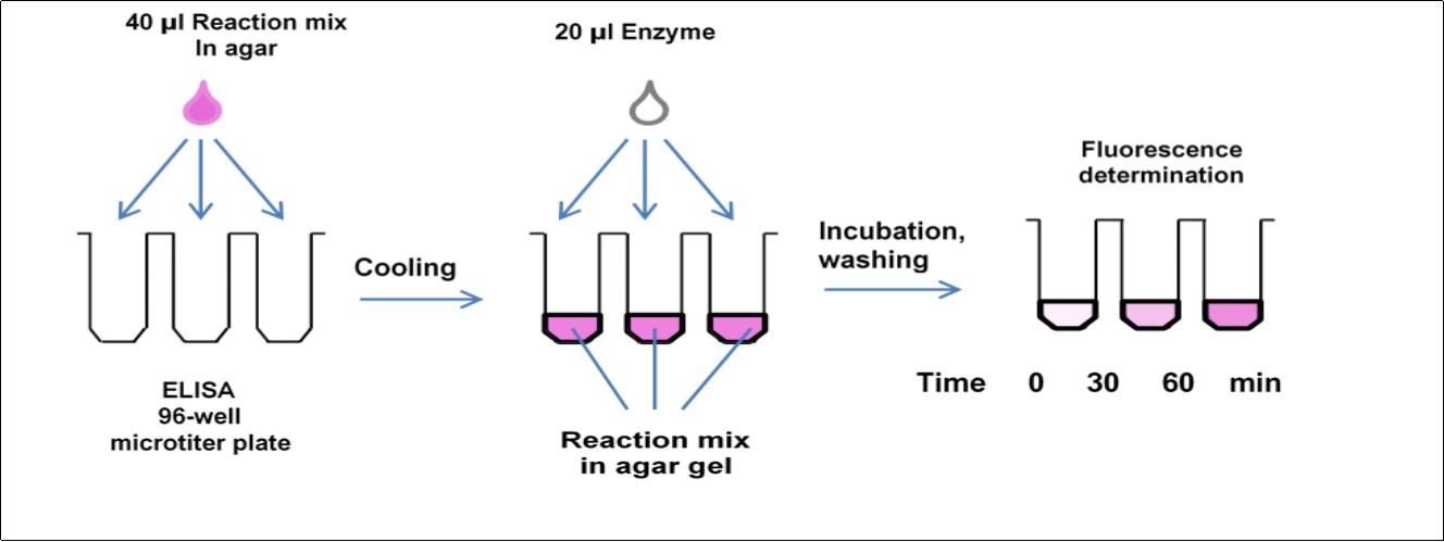 Scheme of the transglycosylase in-gel assay. The reaction mixture contains 0.05% donor            polysaccharide, 4 µM acceptor oligosaccharide in 1.5 % agar dissolved in 0.05 M citrate-phosphate          buffer, pH 3.5 and the enzyme. The reaction is stopped by acidified 66% ethanol and the gel is washed thoroughly with 66% ethanol.