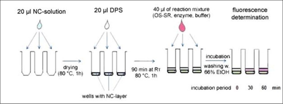 Scheme illustrating steps in the high throughput PTG assay performed in microplate wells  coated with nitrocellulose (NC) with adsorbed donor polysaccharide (DPS). For explanation see the text.