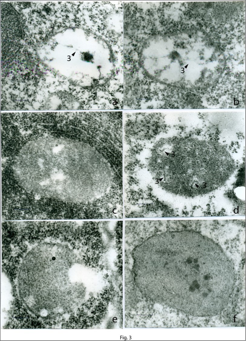 Stages of formation of proplastids in the apical meristem (a–f): a, b – the                 onset of the formation of the proplastid body. Membrane vesicles contained plastid DNA filaments are shown by arrows 3. c–e – developed proplastid bodies. Fragments of plastid DNA (arrows 3) and cavities in the matrix of proplastids are seen. f – a               mature, completely developed proplastid surrounded by a dense membrane and                    containing a dense matrix, plastid ribosomes, and plastoglobuli. Scale bar = 0.2 μm.
