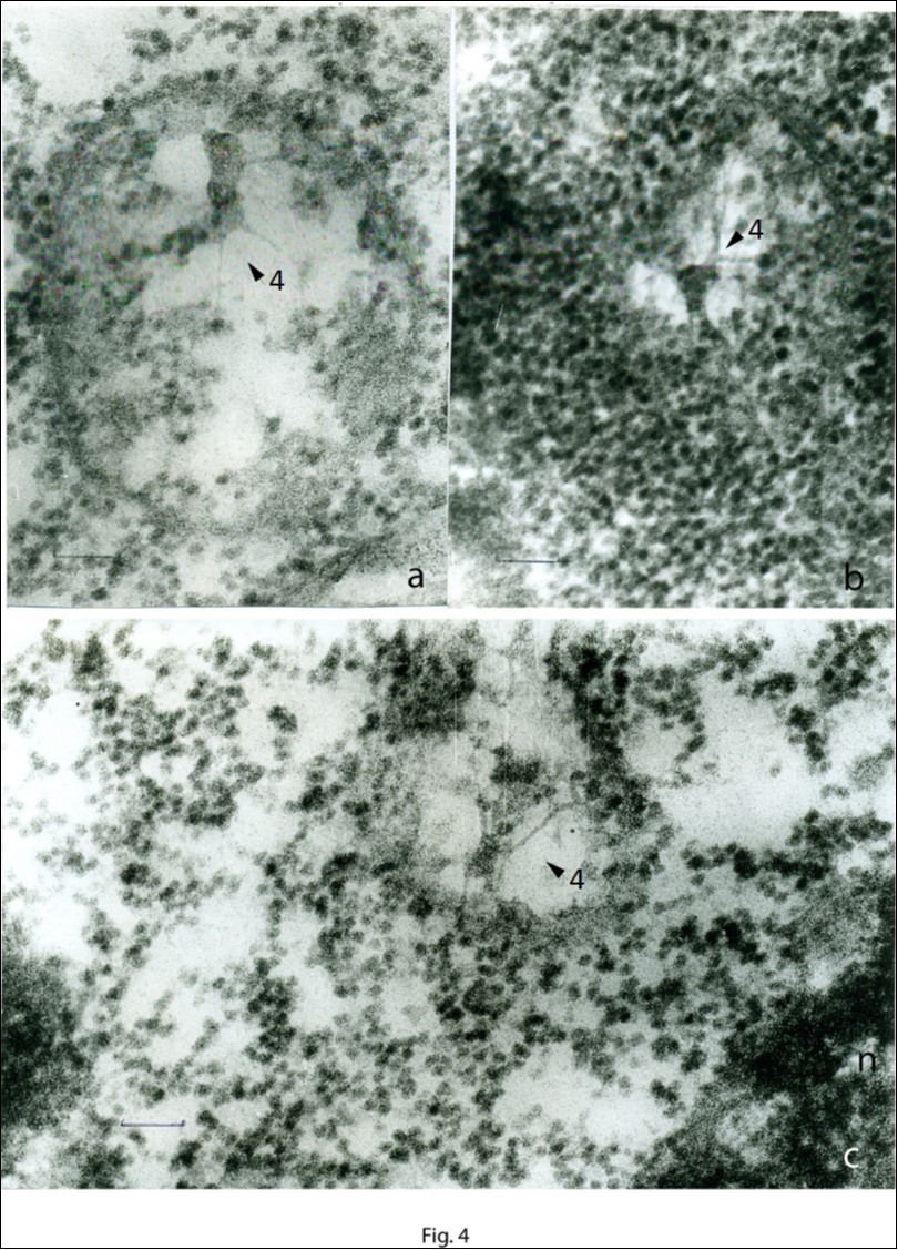 A region of the cytoplasm of apical meristematic cells (a–c). а – plastid DNA in an almost completely closed proplastid membrane. The matrix of the proplastid is                reduced, and ribosomes of the cytoplasm are seen inside it. b – plastid DNA localized among the cytoplasmic ribosomes; a part of the membrane of the proplastid is seen (arrows 4). c – plastid DNA localized outside the proplastid, among cytoplasmic                   ribosomes; to the right is seen chromatin of the nucleus (n). Plastid DNA is indicated by arrows  4. Scale bar = 0.2 μm.