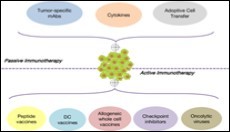 Various components of  active and passive modalities of cancer                              immunotherapy 12.