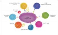 Effect of various immune cells     upon target cancer cell in cancer                       immunotherapy 14.